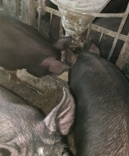 黒豚のイメージ