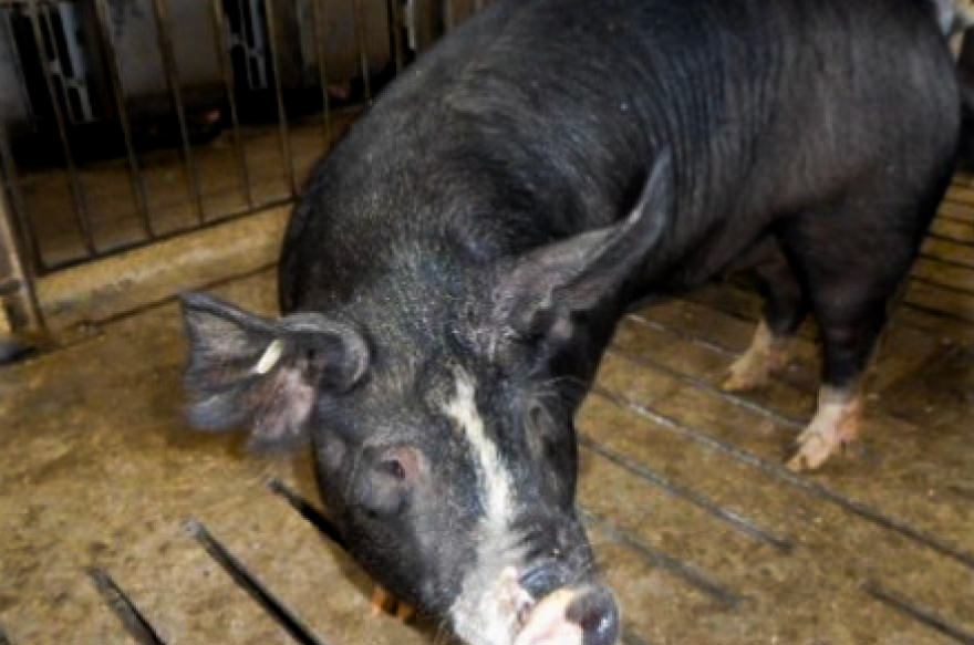 黒豚のイメージ