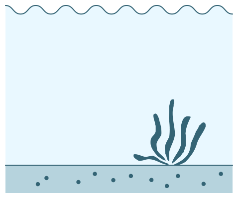 図：海中の酸性化、藻場の減少