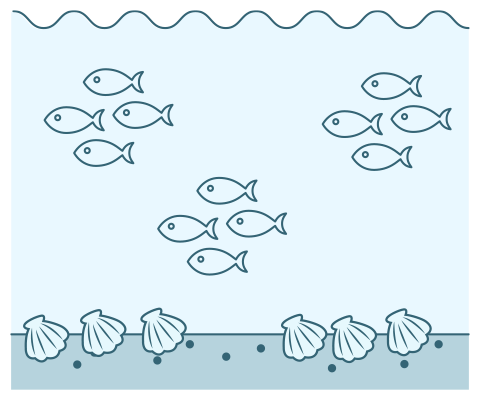 図：小魚、貝などが増える