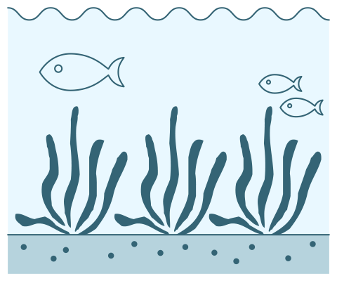 図：アマモが増え魚が居着く